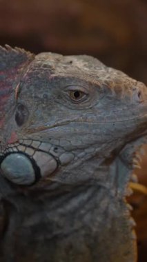 İguana, çevresine bakarken bir dala dayanıyor..