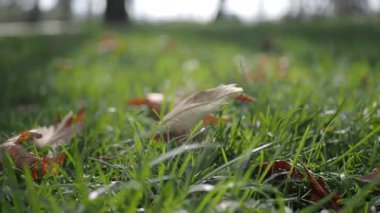 Yapraklar ve çimenler, üzerinde güneş ışığı parlayan bir parkta gösteriliyor..