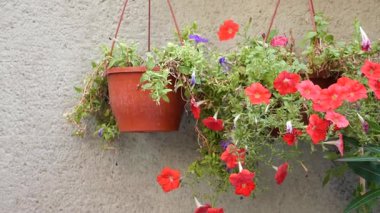 Kırmızı çiçekler yeşil yapraklarla dolu bir duvarda saksılarda yetişir..