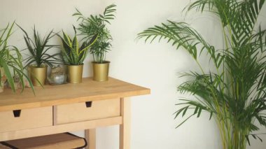 Beyaz duvarlı ve açık renkli bir odada yeşil bitkiler bir masada oturuyor..