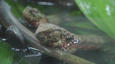 Bir kertenkele, yeşil yapraklarla çevrili bir dalda oturur..