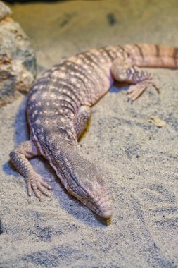 Bir kertenkele sıcak bir çevrede kayalarla kumların üzerinde yatar..