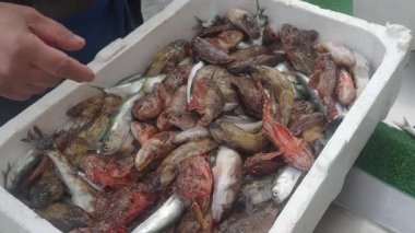 Balıkçılar sabah büyük bir balık avı gösteriyorlar..