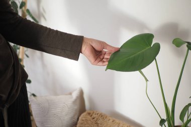 Bir insan uzanıp bir odadaki yeşil bir yaprağa dokunur..