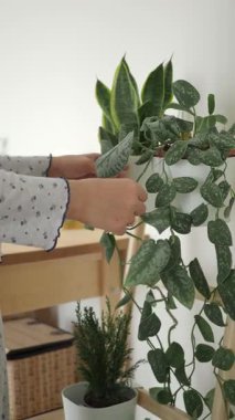 İnsan evdeki ahşap bir rafta kapalı bitki yetiştirme eğilimindedir..