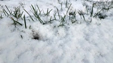 Kar, kış boyunca bir tarlada çimlerin üzerindedir..