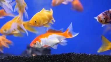 Japon balıkları çakıl ve bitkilerle dolu bir akvaryumda yüzerler..