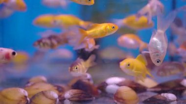 Deniz kabukları ve su bitkileriyle dolu bir akvaryumda balıklar yüzer..