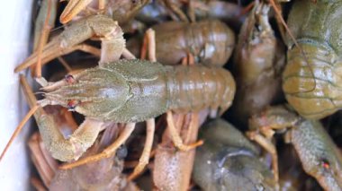 İnsanlar bahar zamanı Louisiana 'daki nehirden kerevit topluyor..