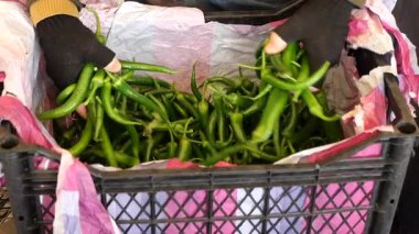 Taze yeşil biberleri markette bir sandıkta ayıran kişi.