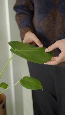 Bir insan yaşam alanındaki bir ev bitkisinin yapraklarını inceler..