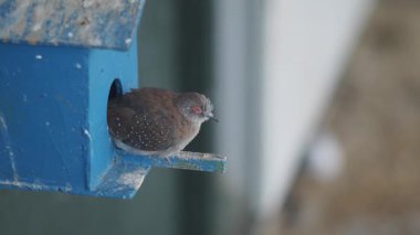 Bir kuş, soğuk bir günde mavi bir kuş evinde dinleniyor..