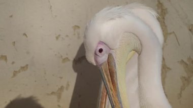 Bir pelikan, başı duvarın yanındayken öylece durur..