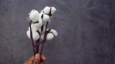 Bir insan elinde pamuk tutarken gri bir arkaplanı tutar..
