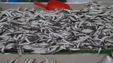 Bu sabah pazarda birçok küçük balık sergileniyor..
