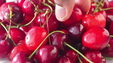 Yaz hasadı sırasında kirazlar güneşli bir meyve bahçesinde toplanır..