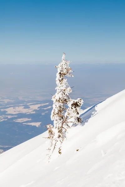Untersberggipfel Ein Kleiner Schneebedeckter Baum Vom Gipfel Des Untersbergs Österreich — Stockfoto