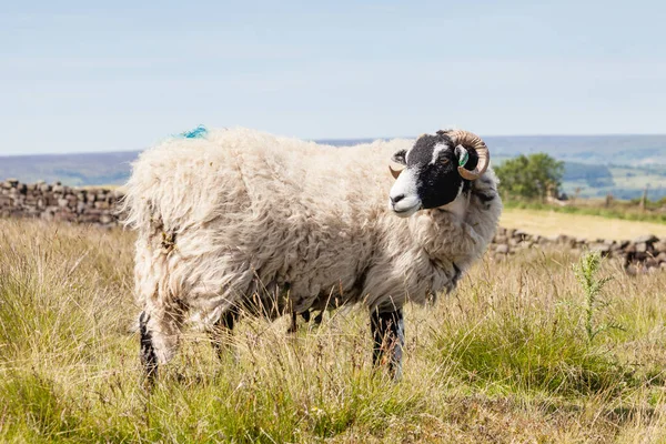 Sheep Surveys North York Moors National Park Countryside Northern England — Stock Photo, Image