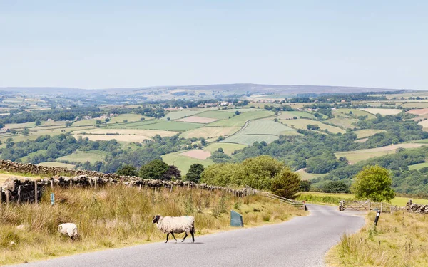 Kuzey York Moors Ulusal Parkı, İngiltere 'de bir köy şeridi boyunca koyun otlatıyor..