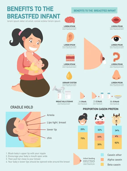 Переваги інфографіки грудного вигодовування. вектор — стоковий вектор