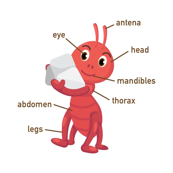 Ilustração do vocabulário da formiga parte do corpo — Vetor de Stock