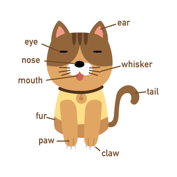 Ilustración de vocabulario de gato parte del cuerpo — Archivo Imágenes Vectoriales