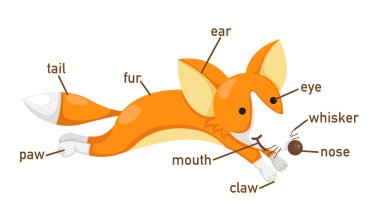 Fox kelime uzuv / organ resmi