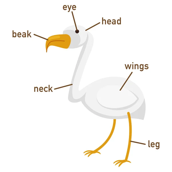 Illustrazione del vocabolario egret parte del corpo — Vettoriale Stock