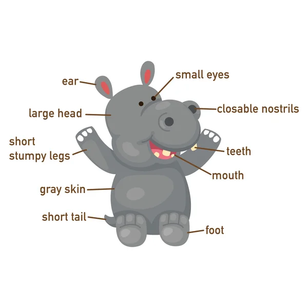Illustration des Flusspferd-Vokabulars Körperteil — Stockvektor