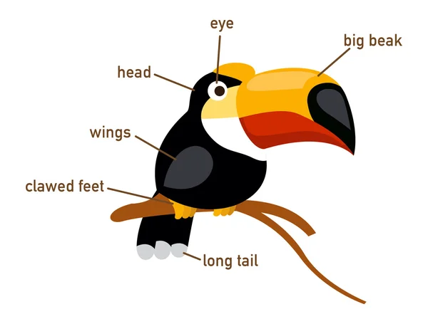 Illustration av hornbill ordförråd del av kroppen — Stock vektor