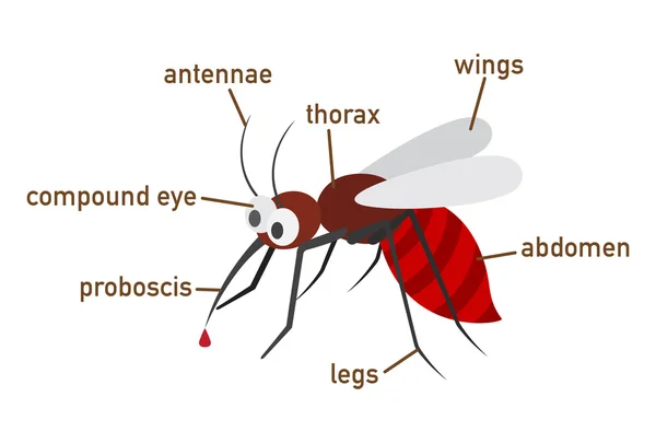 Ilustración del vocabulario de los mosquitos parte del cuerpo — Archivo Imágenes Vectoriales