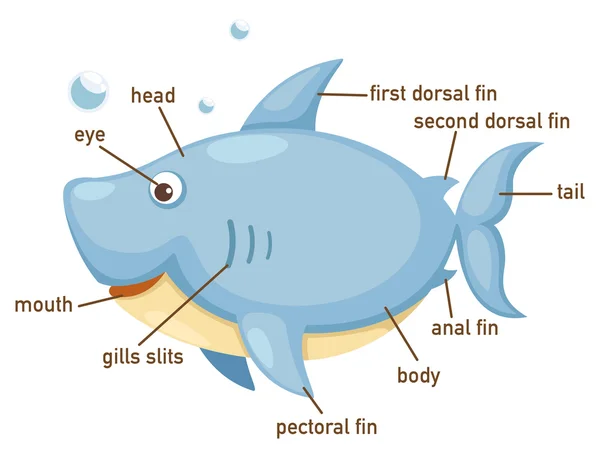 Ilustração do vocabulário do tubarão parte do corpo — Vetor de Stock