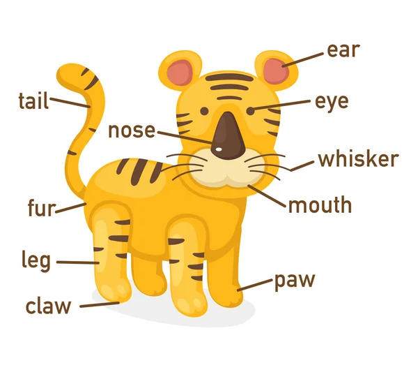 Ilustração do vocabulário do tigre parte do corpo — Vetor de Stock