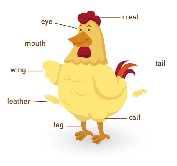 Illustration of chicken vocabulary part of body — Stock Vector