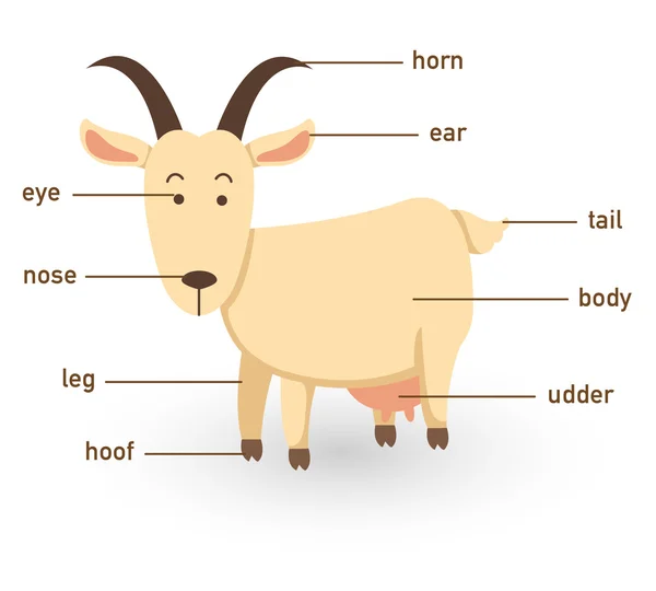 Ilustração do vocabulário de cabra parte do corpo —  Vetores de Stock