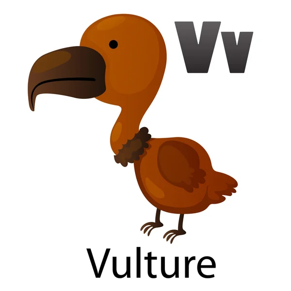 Alphabet letter V-Vulture — Stock Vector