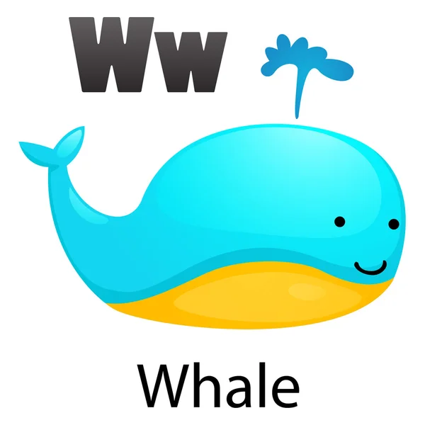 Abeceda písmeno W-velryba — Stockový vektor