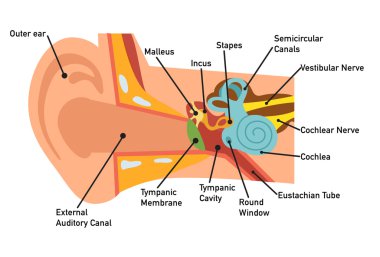Kulak anatomisi diyagramı, vektör