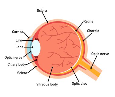 Göz anatomisi diyagramı, illüstrasyon.