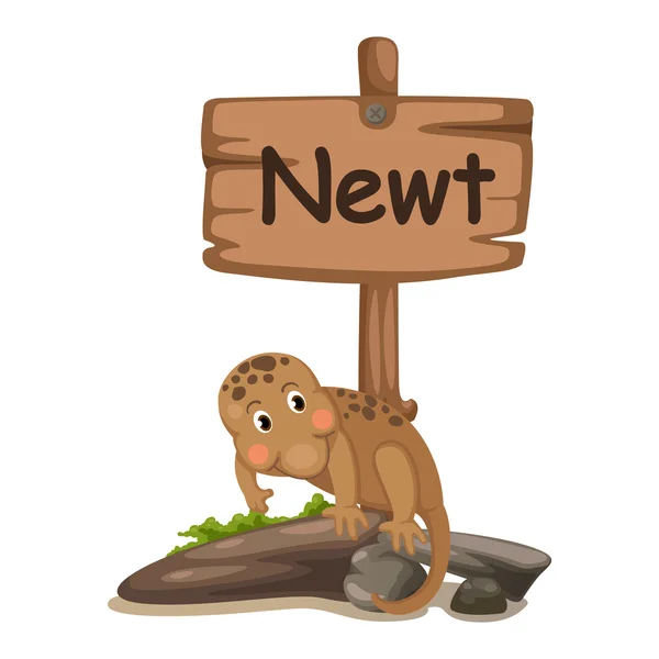 Zvířecí abecedě písmeno n pro newt — Stockový vektor