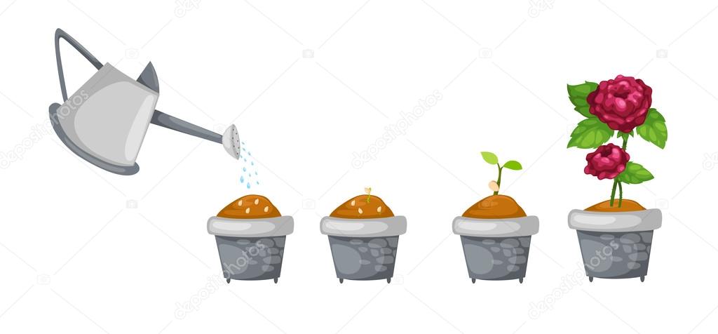 watering can with rose life cycle vector