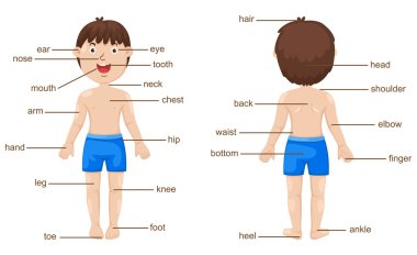vocabulary part of body vector clipart