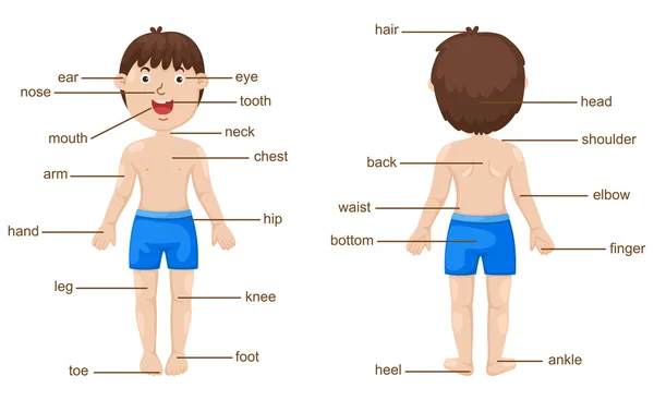 Parte del vocabulario del vector corporal — Archivo Imágenes Vectoriales