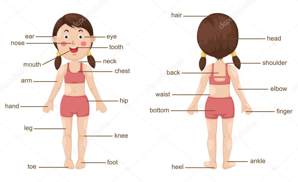 vocabulary part of body vector