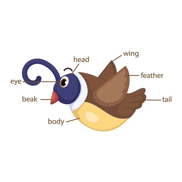 Vocabulario de las aves parte del vector corporal — Vector de stock