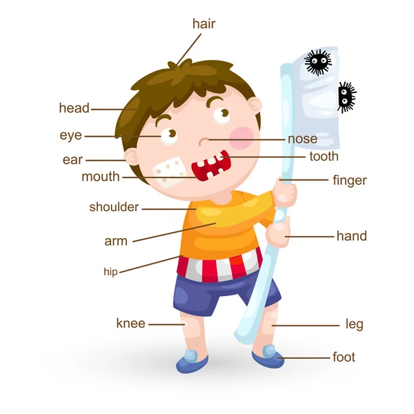 Partie du vocabulaire du vecteur corporel — Image vectorielle