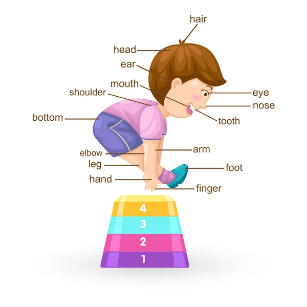 Vocabulary part of body vector — Stock Vector