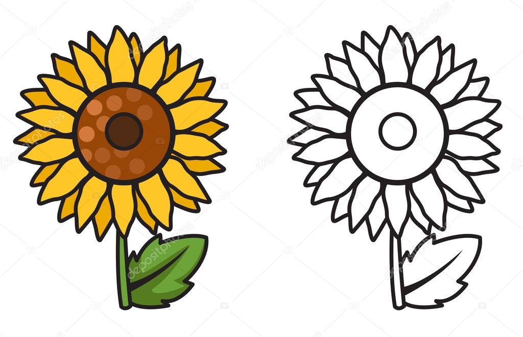colorful and black and white sunflower for coloring book