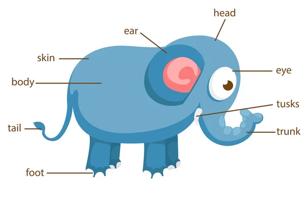 Olifant woordenschat deel van lichaam vector — Stockvector