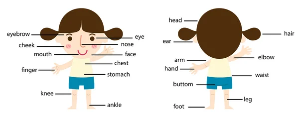 Partie du vocabulaire du vecteur corporel — Image vectorielle
